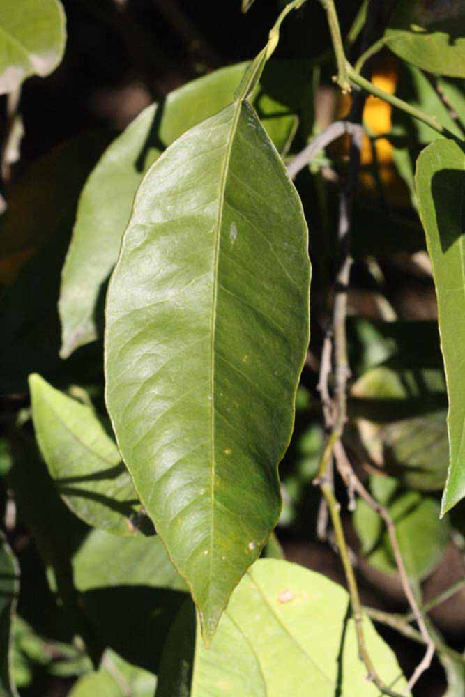              Unifoliolate leaf (Riverside, CA)       